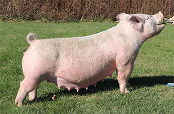 Sanders Show Pigs