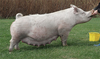 Sanders Show Pigs
