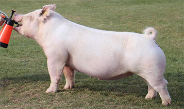 Sanders Showpigs