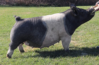 Sanders Showpigs