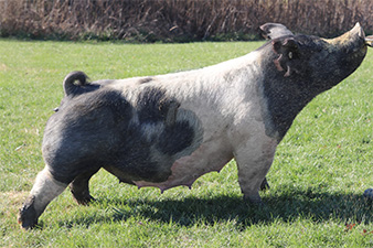 Sanders Showpigs
