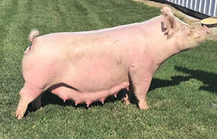 Sanders Show pigs In The Trenches