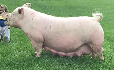 Sanders Showpigs Sows