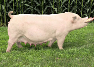 sow
