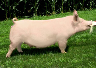 sow