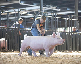 Sanders Showpigs Winners