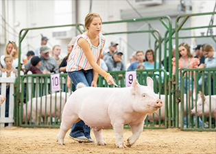 Sanders Showpigs Winners