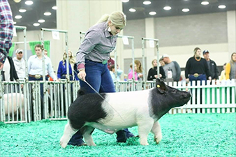 Sanders Showpigs Champions