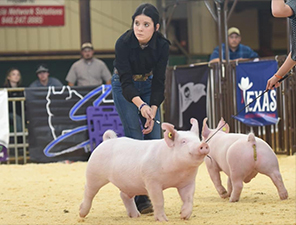 Sanders Showpigs Champions