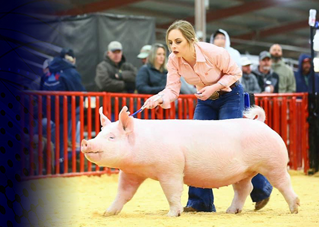Sanders Showpigs